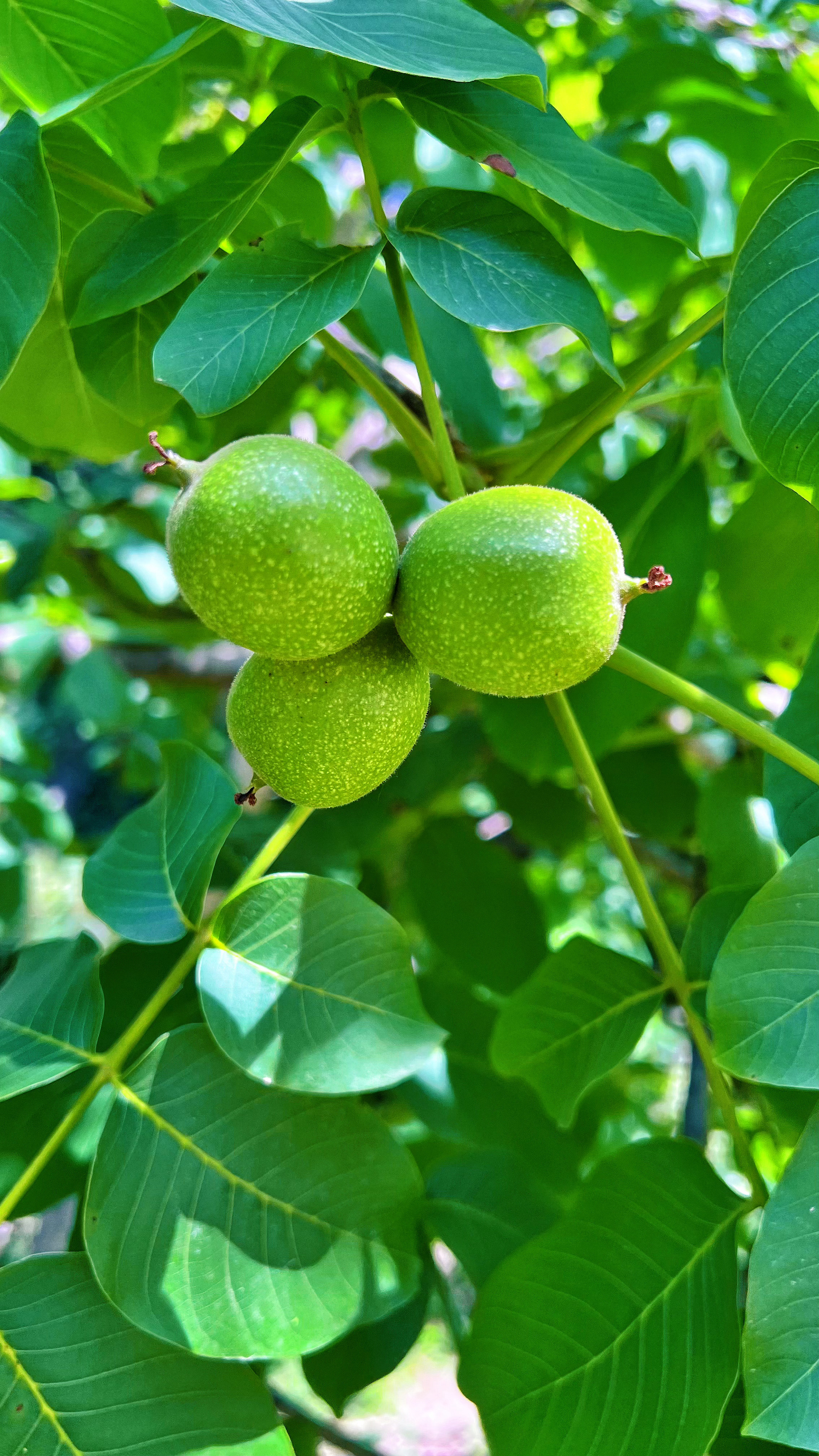 晨起有光，万事晴朗。🌞 