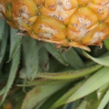 种植菠萝的步骤：1. 选择一颗健康且成熟的菠萝。理想的菠萝应具有金棕色、黄色或褐