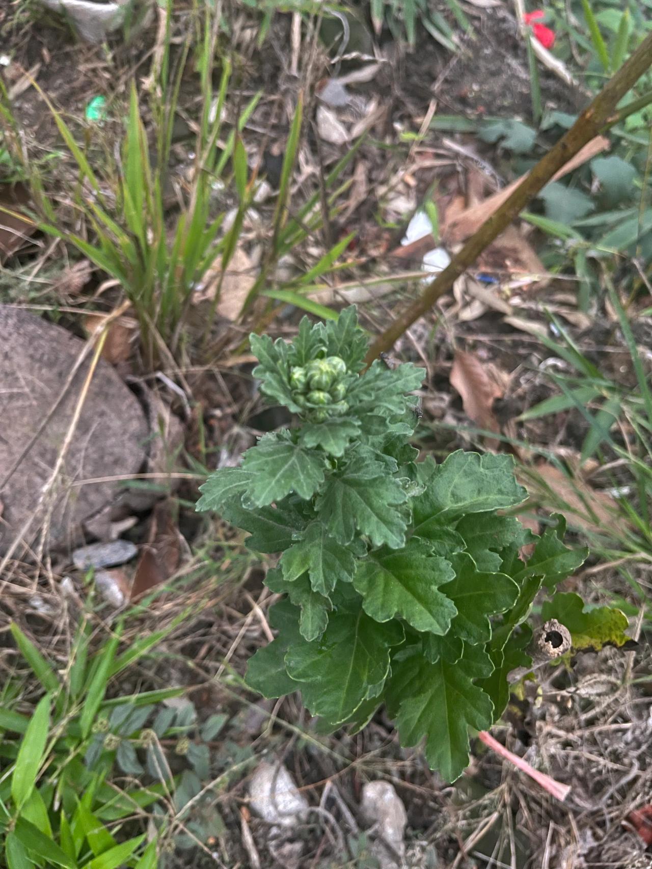 种花得花，期待新菊绽放