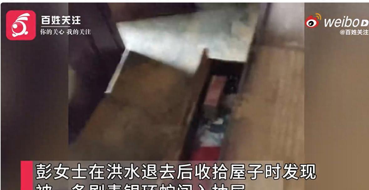 洪水退去，广西贵港女子收拾屋子时，发现一条剧毒银环蛇闯入抽屉：在二楼躲避洪水时就