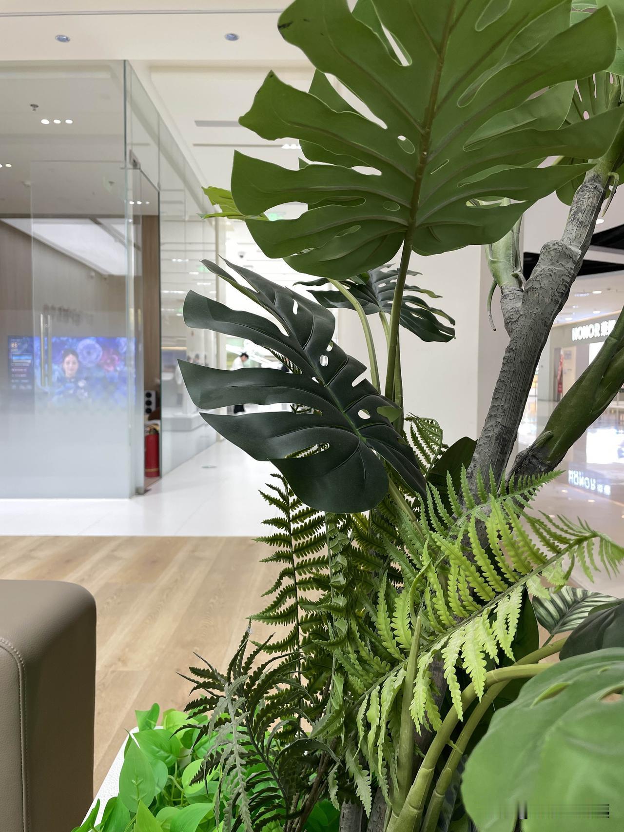 分享一张你相册的拍的花昨天去北京崇文门国瑞城里的鹿港小镇吃饭。吃完饭下楼，发现原