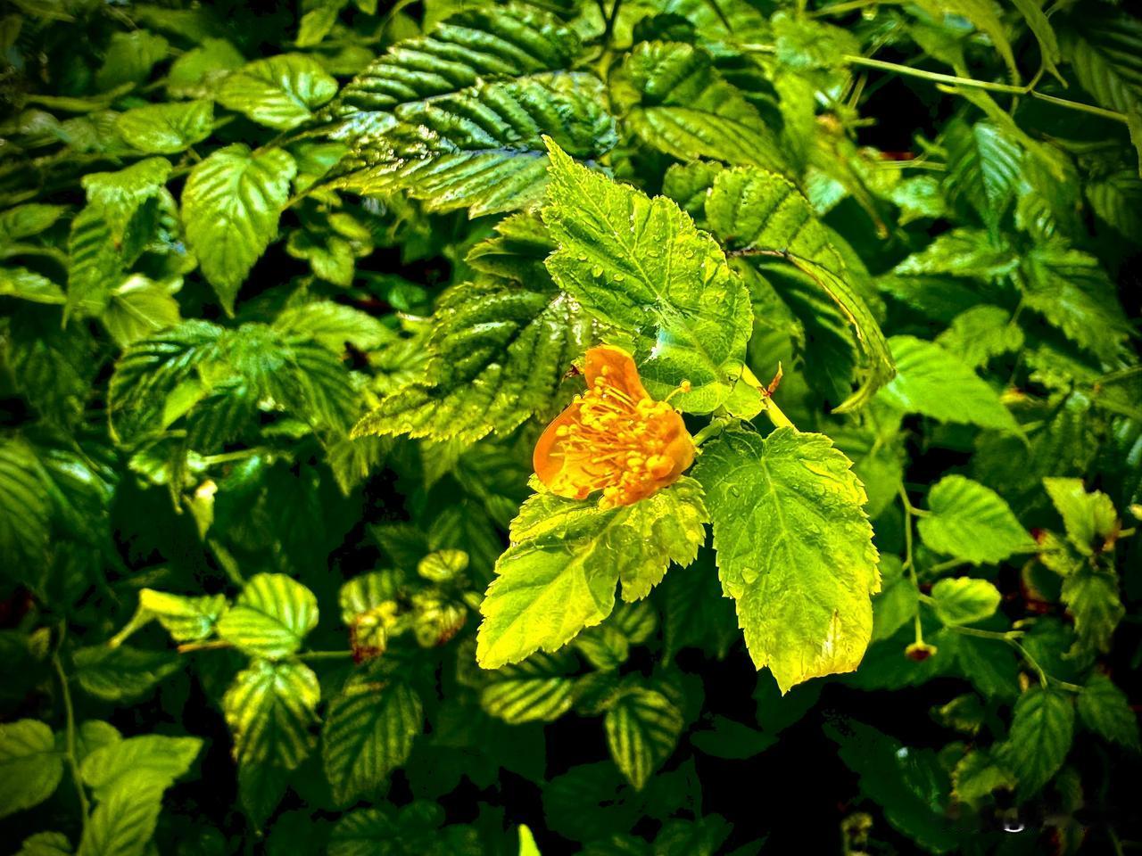 雨后的棣棠花
           （原创）


辗转地活着
如一朵雨后的棣棠花