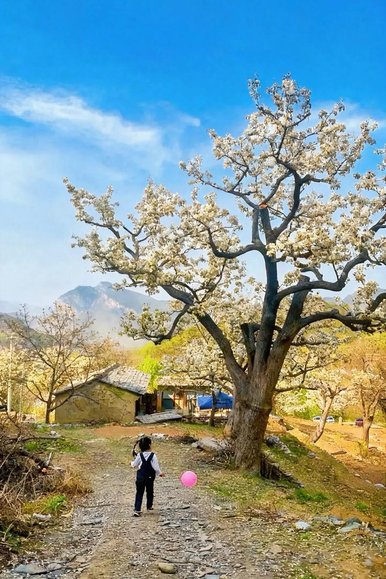 对联飞花令 杏花
出句：一树转身家在望（雪浪）