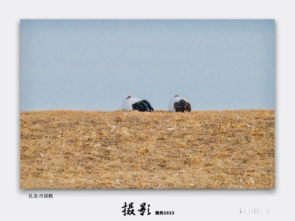 早上六点起床，零下三十度，就拍了这几张还能看的。器材：佳能r6ii