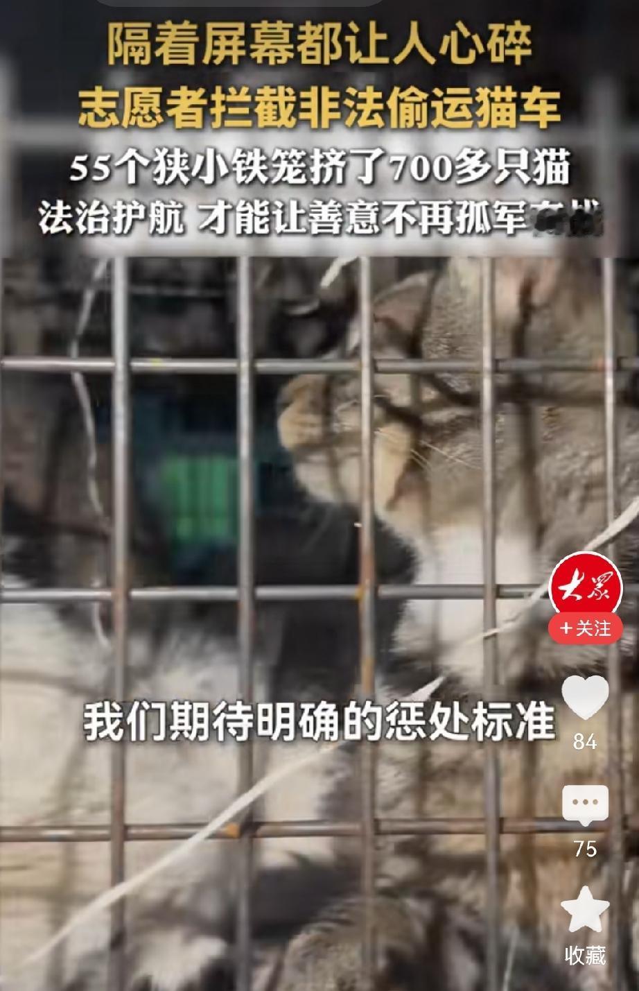 志愿者拦截非法偷运猫车！心疼的当场都哭了。55个小铁笼里面挤了700多只猫，平均