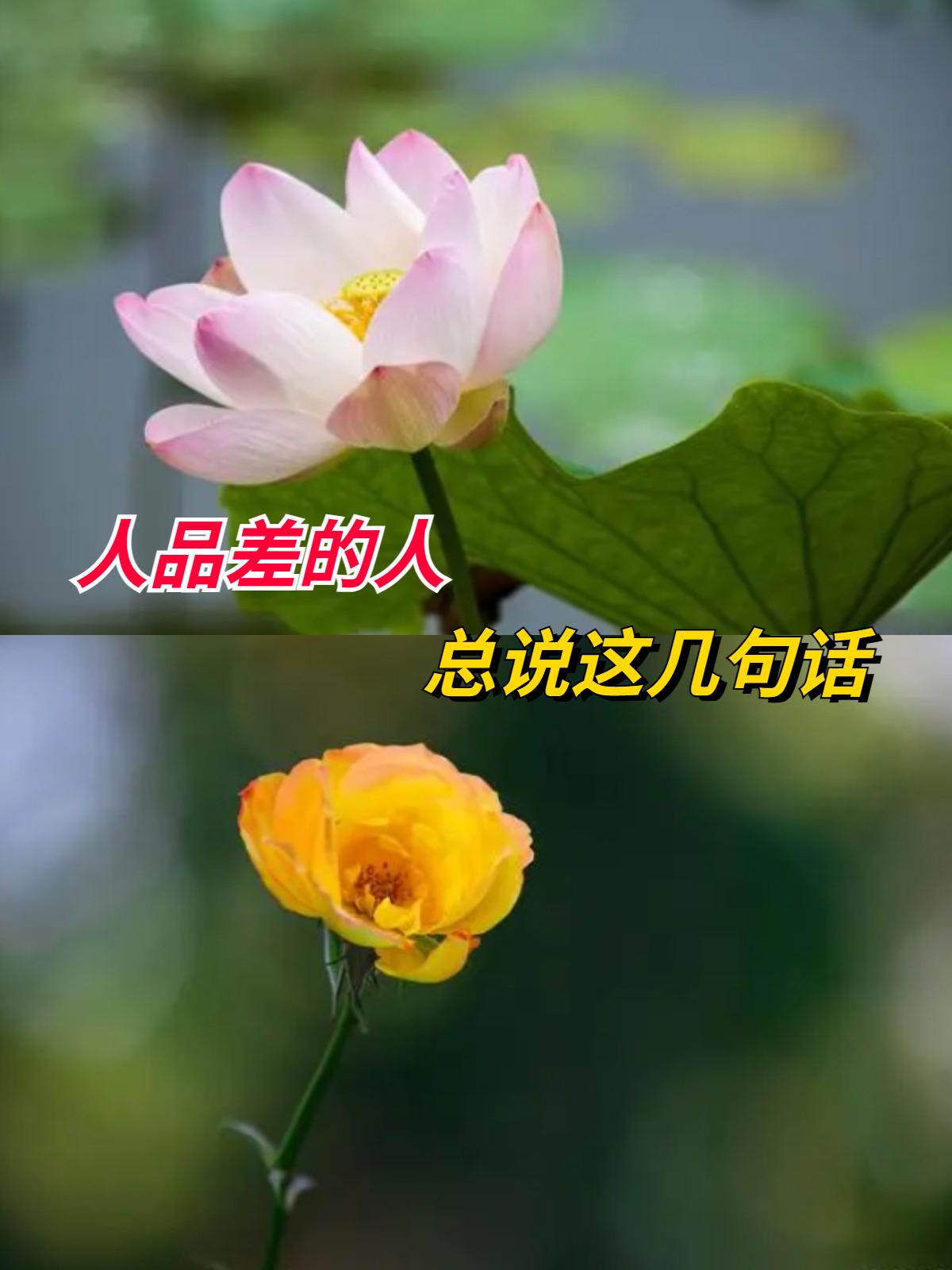 人品差的人总说这两句话
       生活中，人品差的人常挂嘴边的两句话很有特点