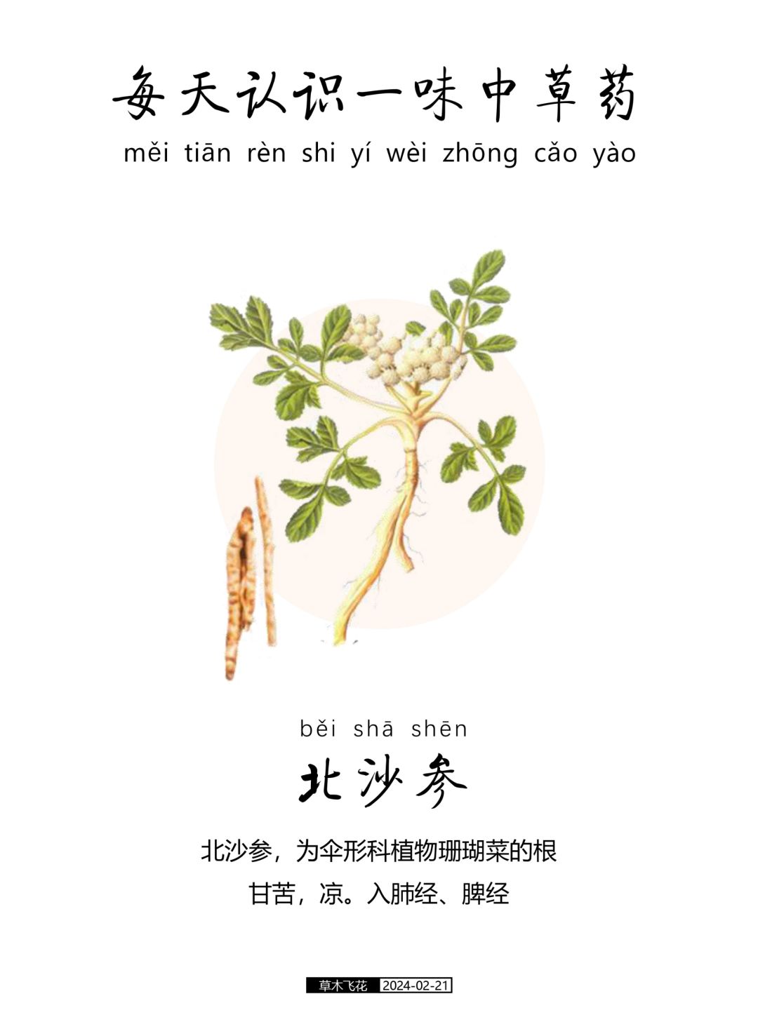 每天认识一味中草药-北沙参🍀