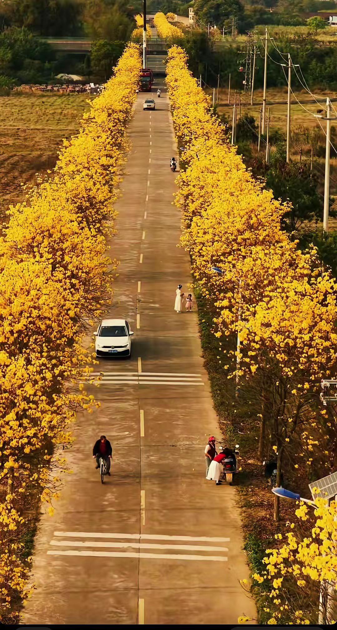 金风拂道，黄叶成廊，恰如王维笔下“荆溪白石出，天寒红叶稀”之境 🍂🚗