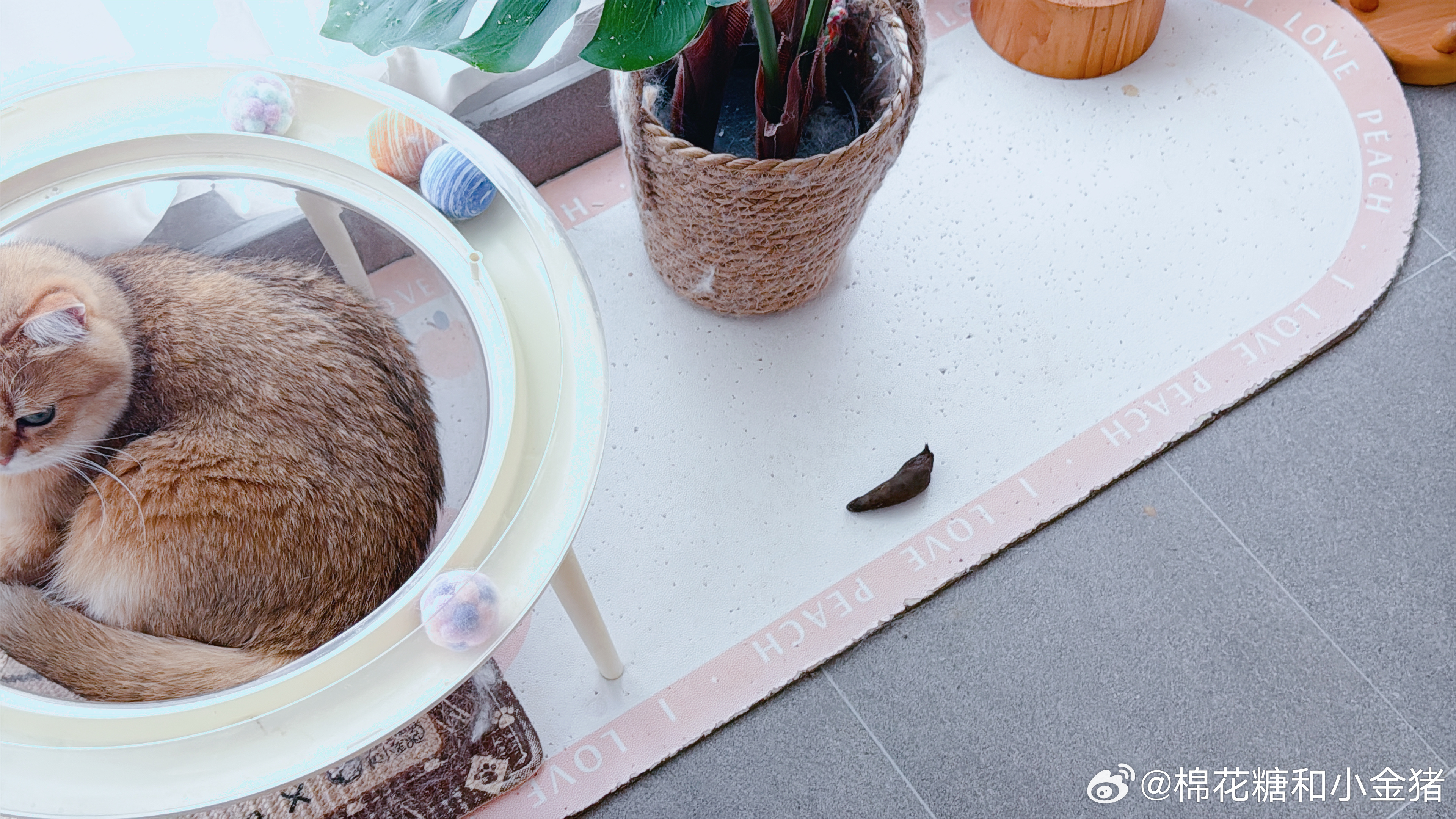 昀昀对自我的规训：一年之玩在于春，一生之玩在于勤。晨不玩，万事荒。朝起早玩，夜眠