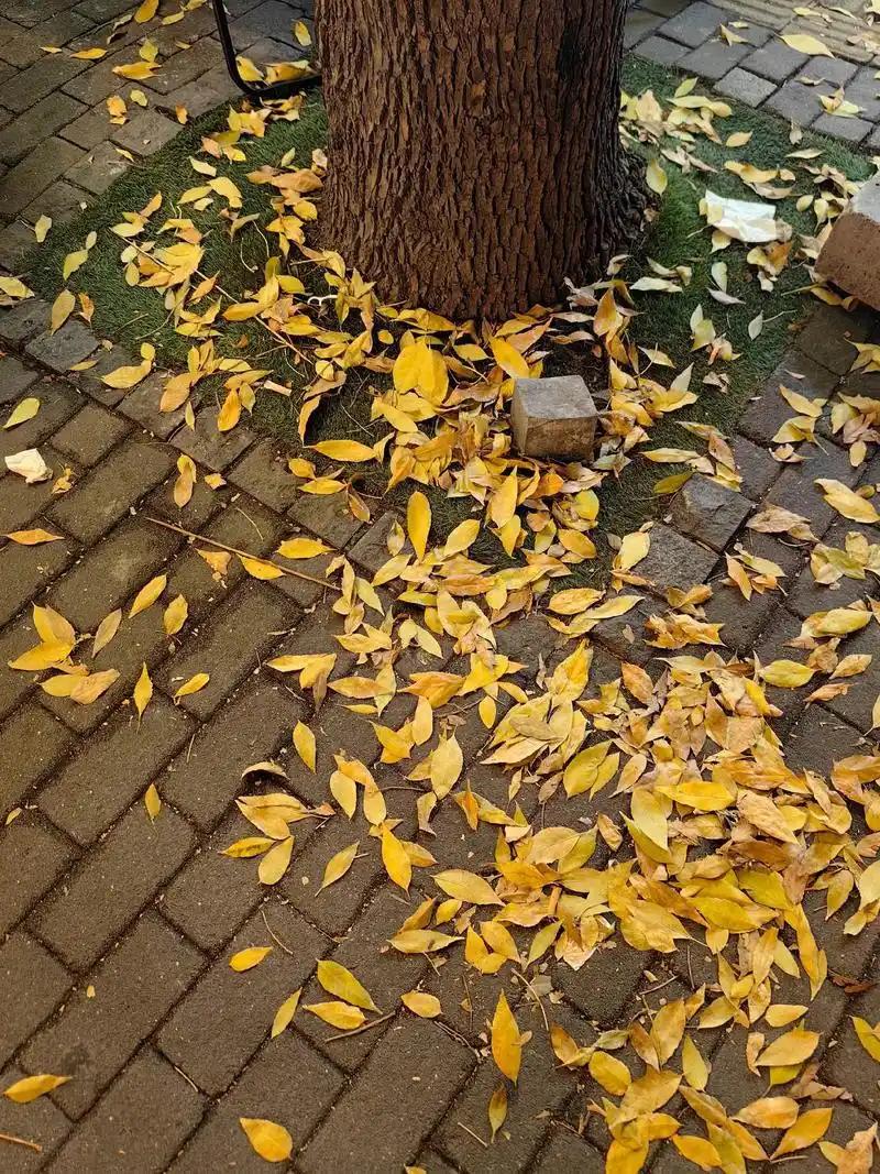 有一上联：秋雨无情伤落叶，求下联