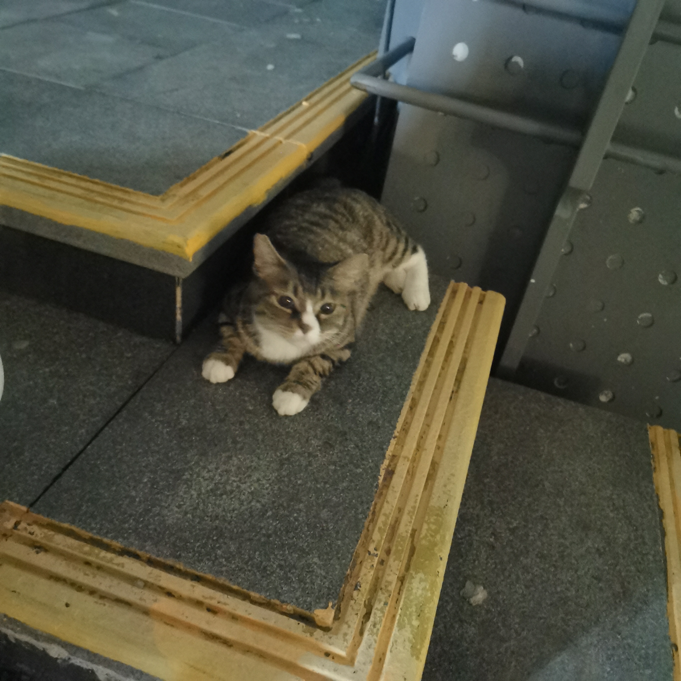 一条小猫，一条小海参萌萌的小白手套爪爪 