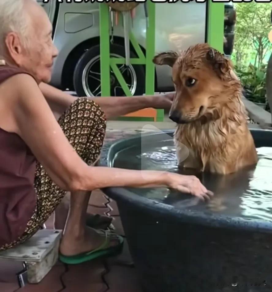 狗狗不喜欢洗澡是常事，我家那只也是。每次洗澡就像要它命似的，各种挣扎。但神奇的是