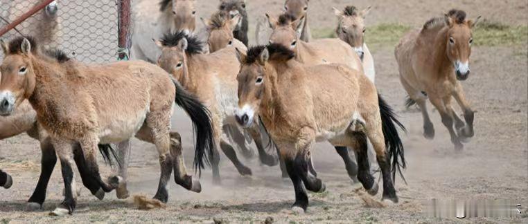 我一直觉得，王花花前身应该是俄罗斯那边的人。我把这种想法告诉了王花花，她秒懂，马