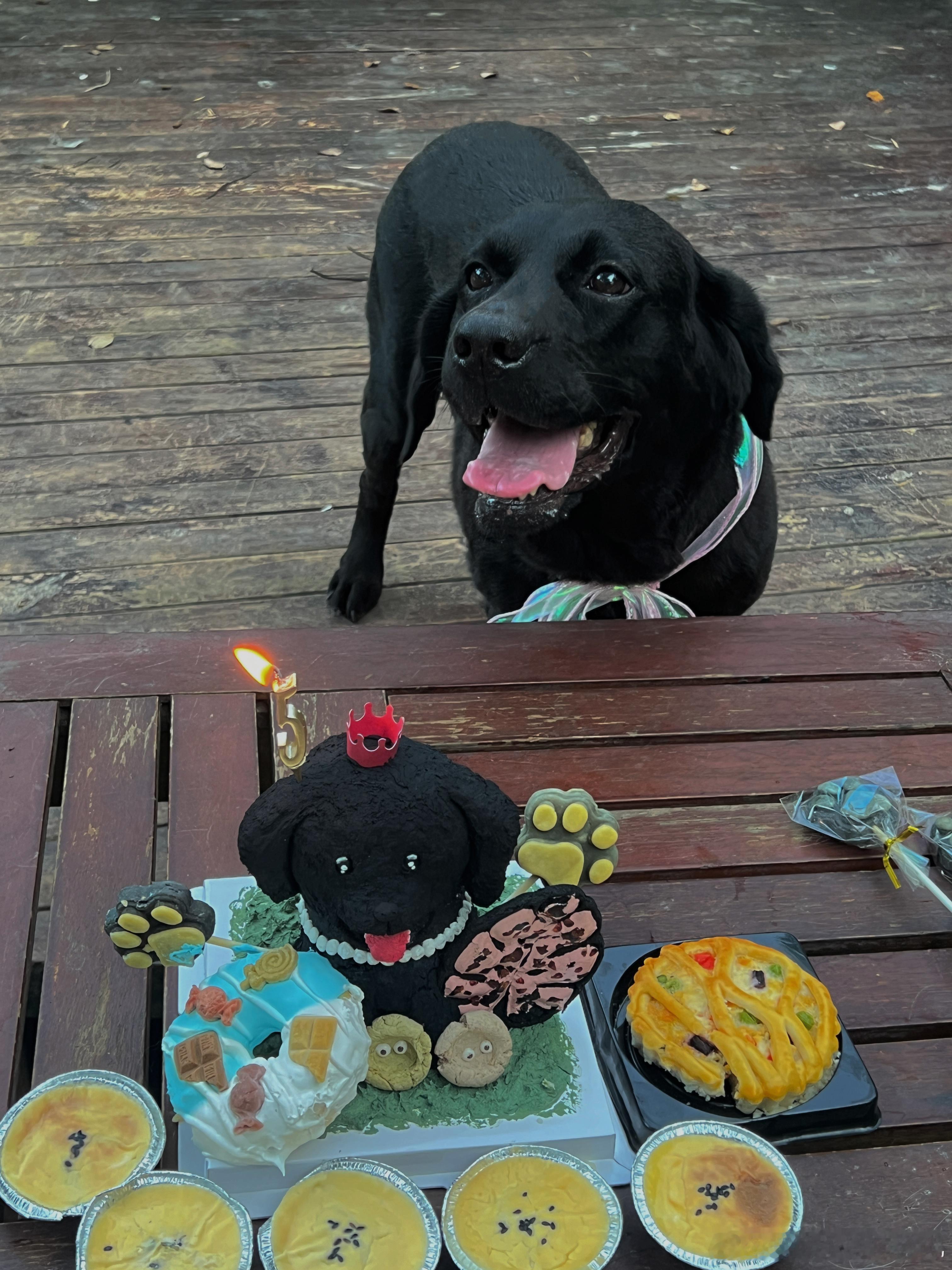 当年小黑犬瘟痊愈后，🧑‍⚕️说就算治好了寿命大概也就在4到5年。现在我的漂亮宝