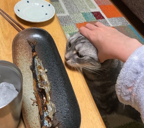 猫吃鱼天经地义🐱🐟 ​​​
