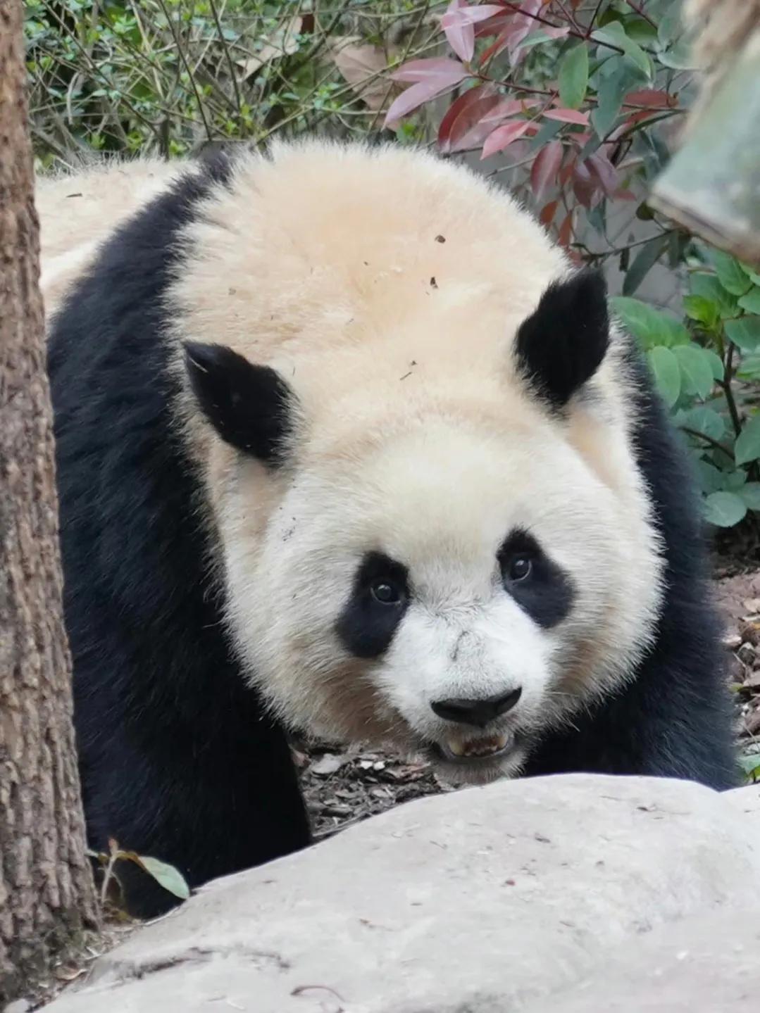 说陕西大熊猫更像猫，主要是外形上的原因。陕西秦岭大熊猫头圆嘴短尾巴短，头骨较小，