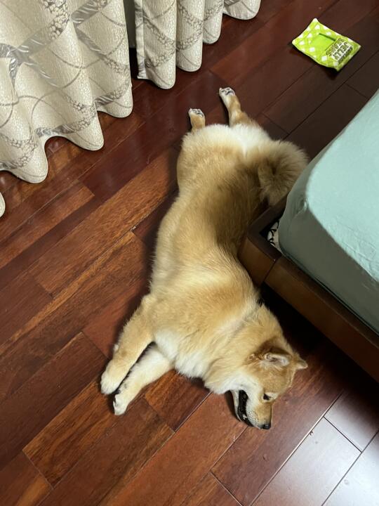 小狗奇奇怪怪的姿势