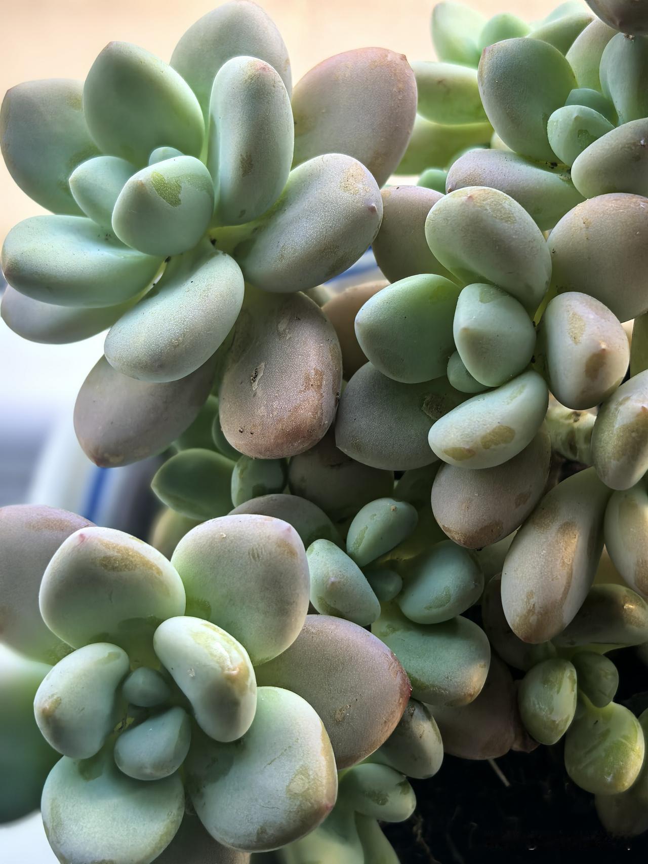 我爱花草，多肉植物图片分享自己偏爱多肉植物，它们小巧饱满，憨态可掬。不用费心照料