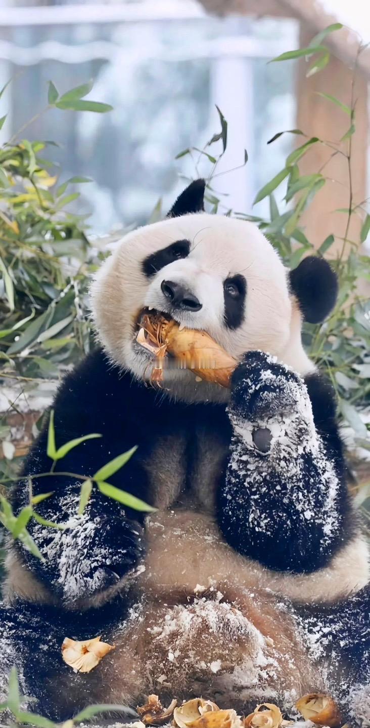雪中么么儿真的爱了爱了❤️ 陌上熊如玉，萌兰世无双，这么阔爱怎能不爱呢？ ​​​