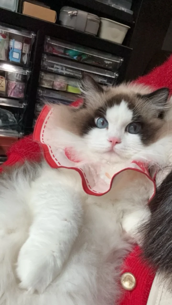 布偶猫：人，你抱我是自愿的吗？