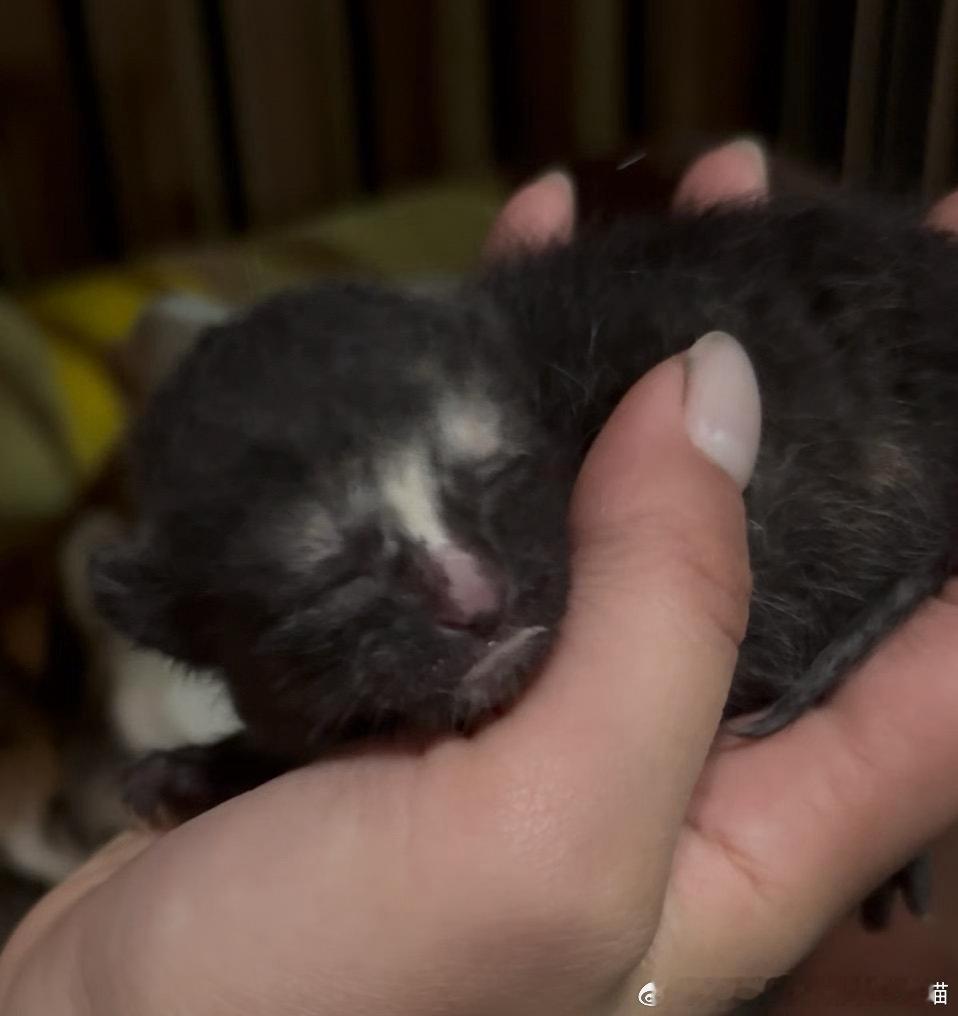 49444【丑猫】闺蜜爷爷家的猫生崽崽了……从未见过如此之丑猫崽 