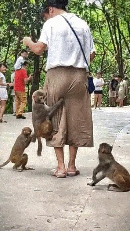 《撵不走》
休闲郊游穿长裙，
一群猴子裙里钻。
黏黏糊糊撵不走，
吓得娇娘丢了魂