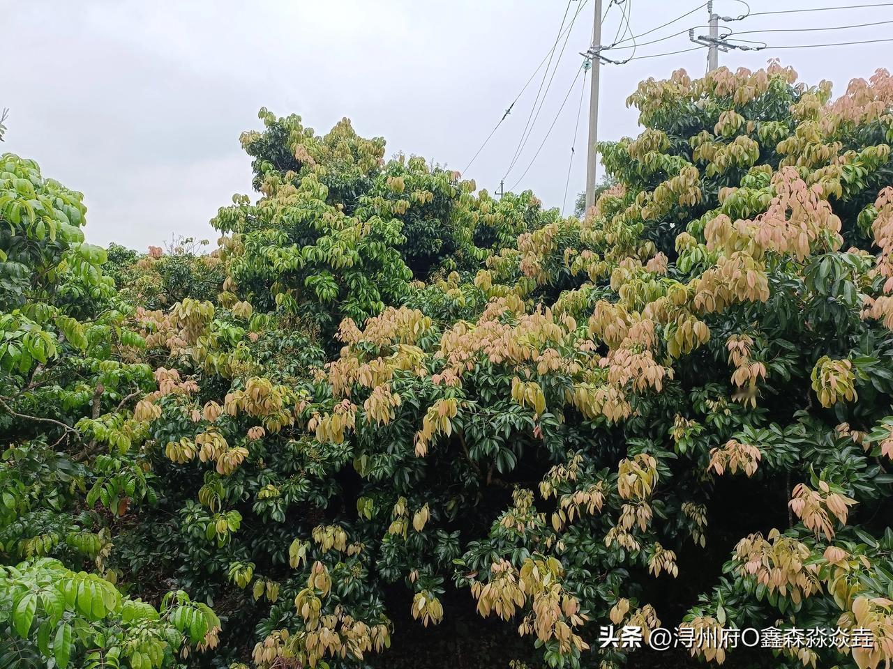都近5月份了，
桂平麻垌的荔枝树还这状态，
据估计今年八十亩最多得几百斤果！
果