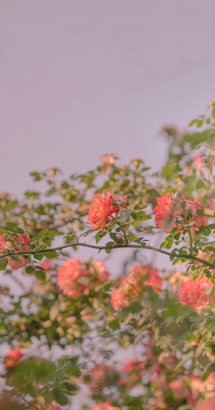 出息与否，见仁见智， 我们在世上不过逗留短短一段时间， 凡事应以快乐为准。  —