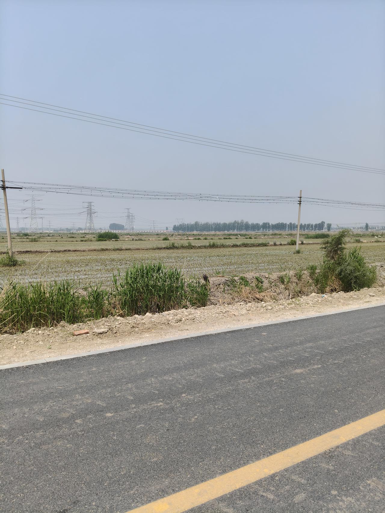 这两天天津地区的气温越来越高，很热，已经正式进入夏天了，有夏天的味道了。白天最高