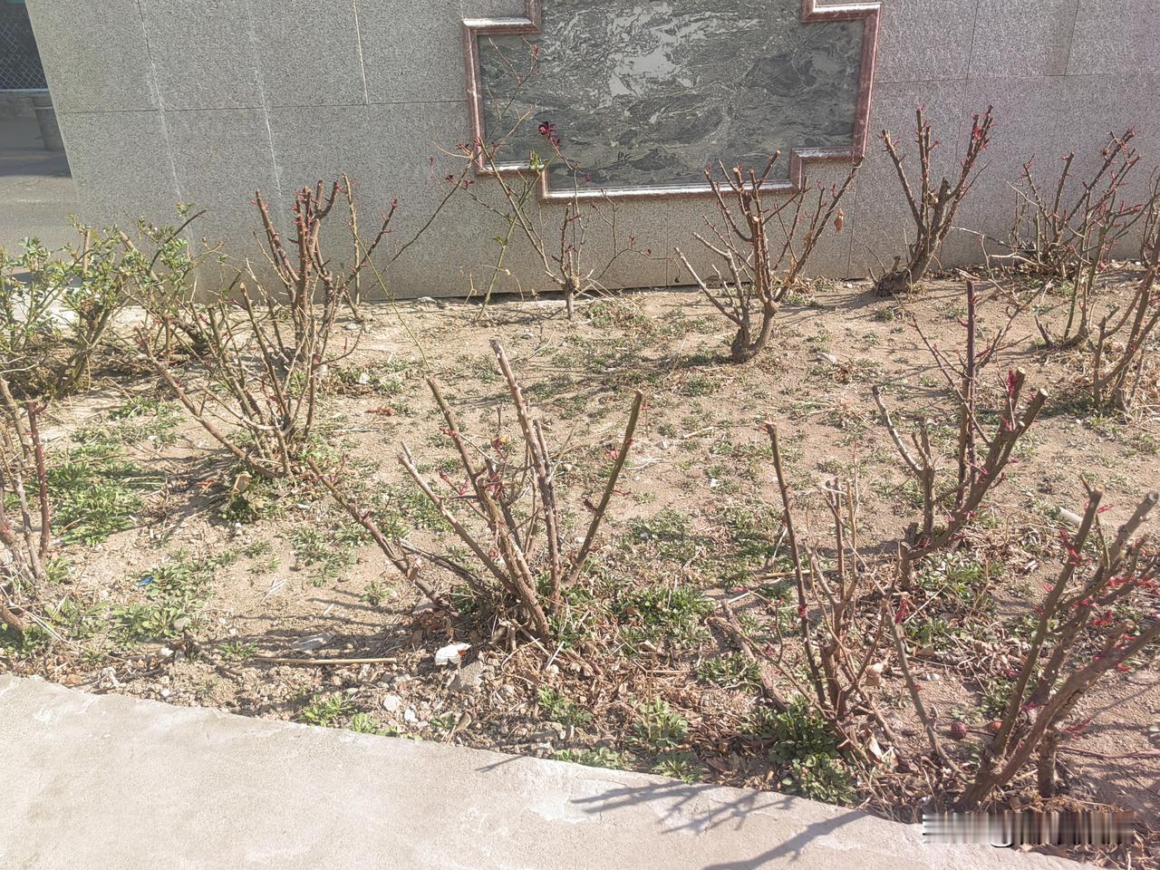 早上在店里择洗完菜，我回家去🚾。

路过一个店门口，听到一老太太和一老爷子聊天