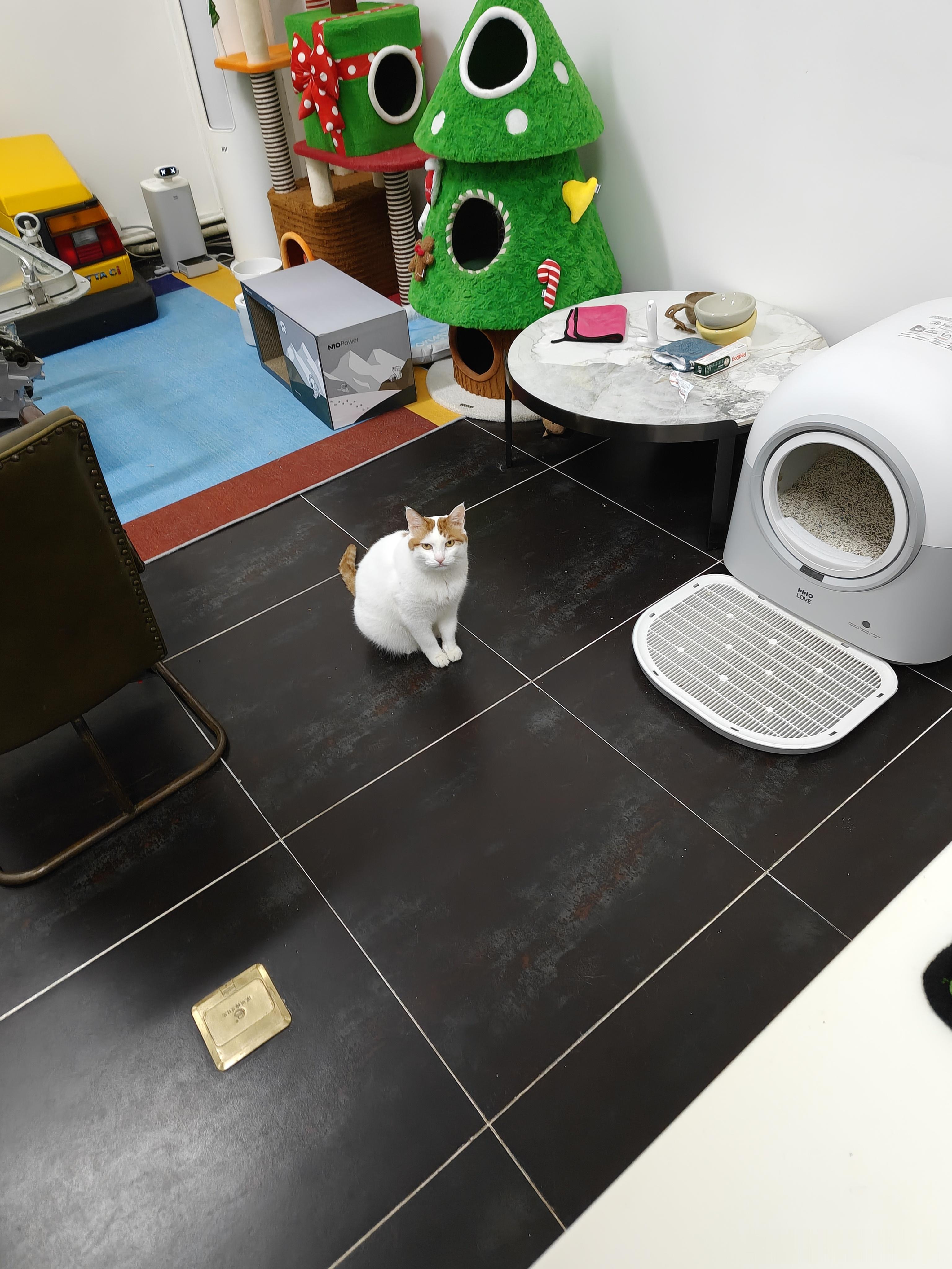 每天上班第一件事:喂大哥🐱 