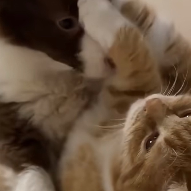 猫猫不喜欢会躲开或者暴打小边牧 咪：斯打扑！！！！ 