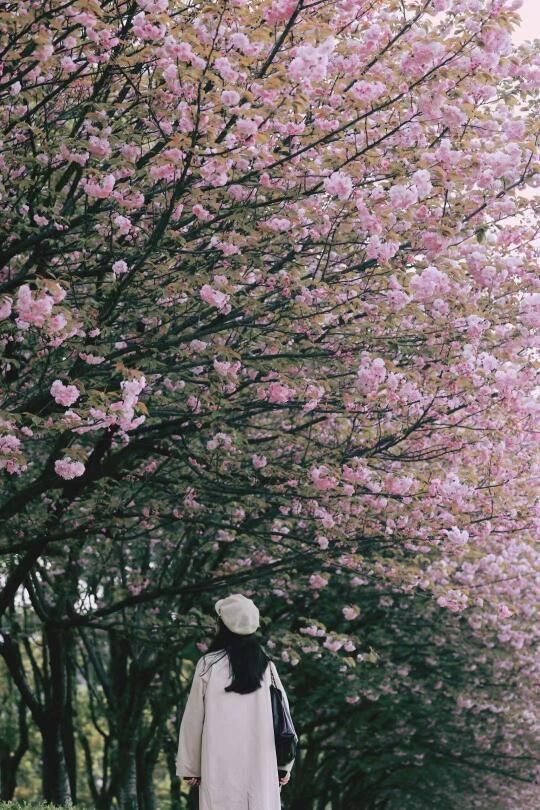 南京｜一篇讲全所有🌸期及定位（含机票羊毛）