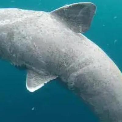 被死神遗忘的，不是乌龟，而是睡鲨。2006年，科学家观察到了一只生活在2200米