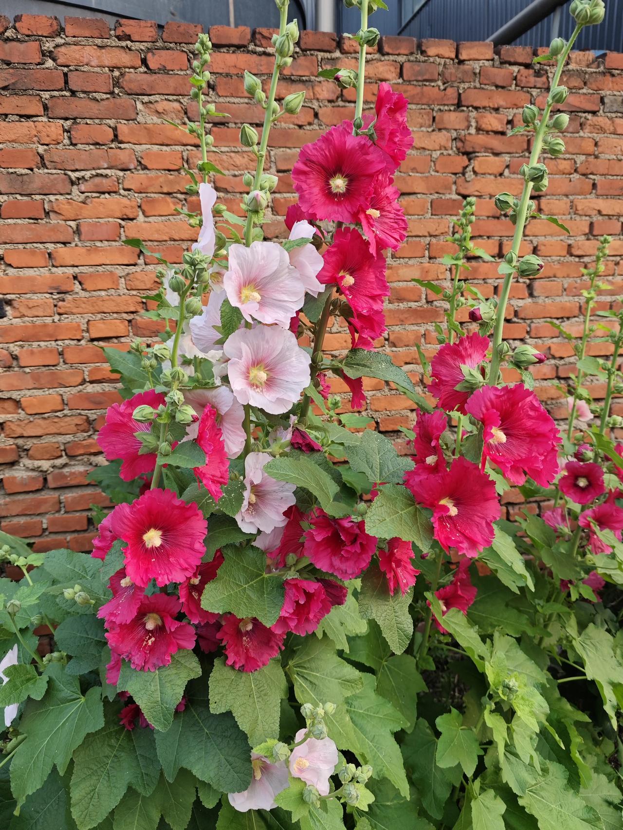 发一张你相册最近拍的花