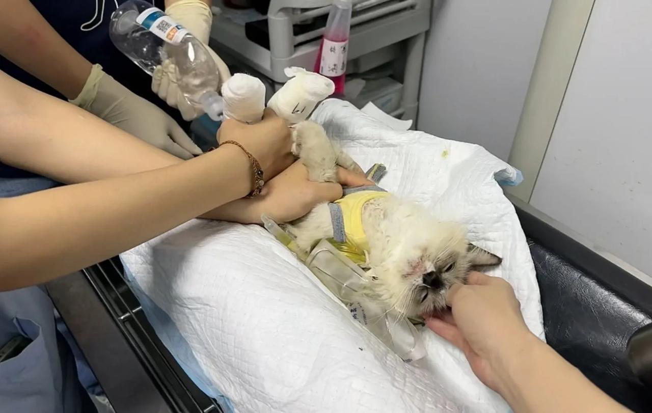 小布布很勇敢的，清创不哭不闹。现在还不清楚他的肛门括约肌功能是否正常，等伤口和炎