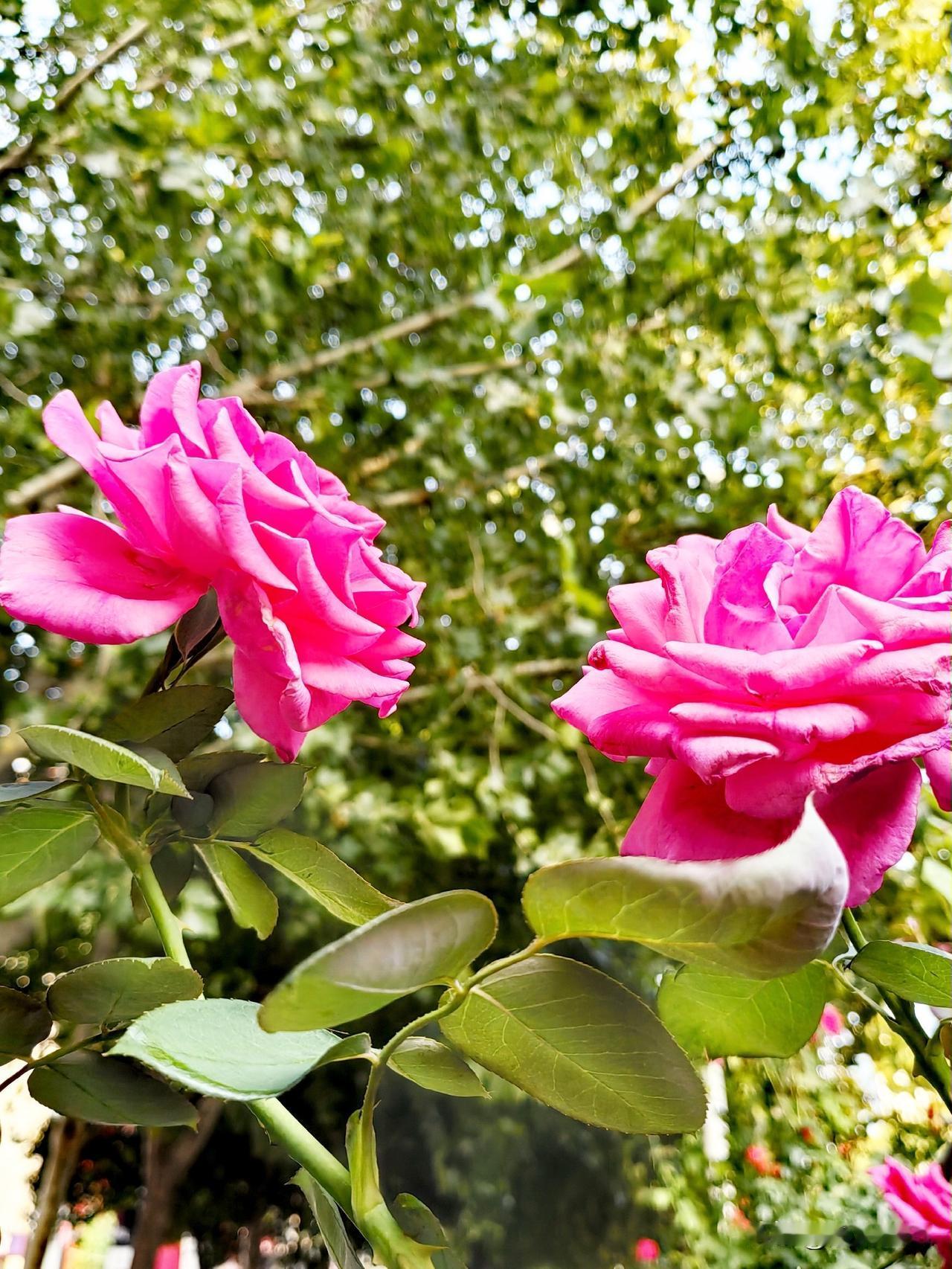 又来对对联喽！
动动手又动脑，
头脑灵活人不老。

[玫瑰][玫瑰]《原创》[玫