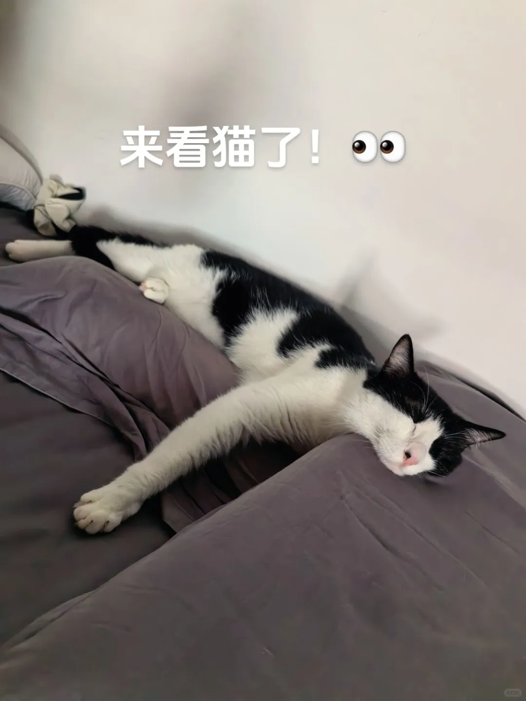 猫猫的72种睡姿