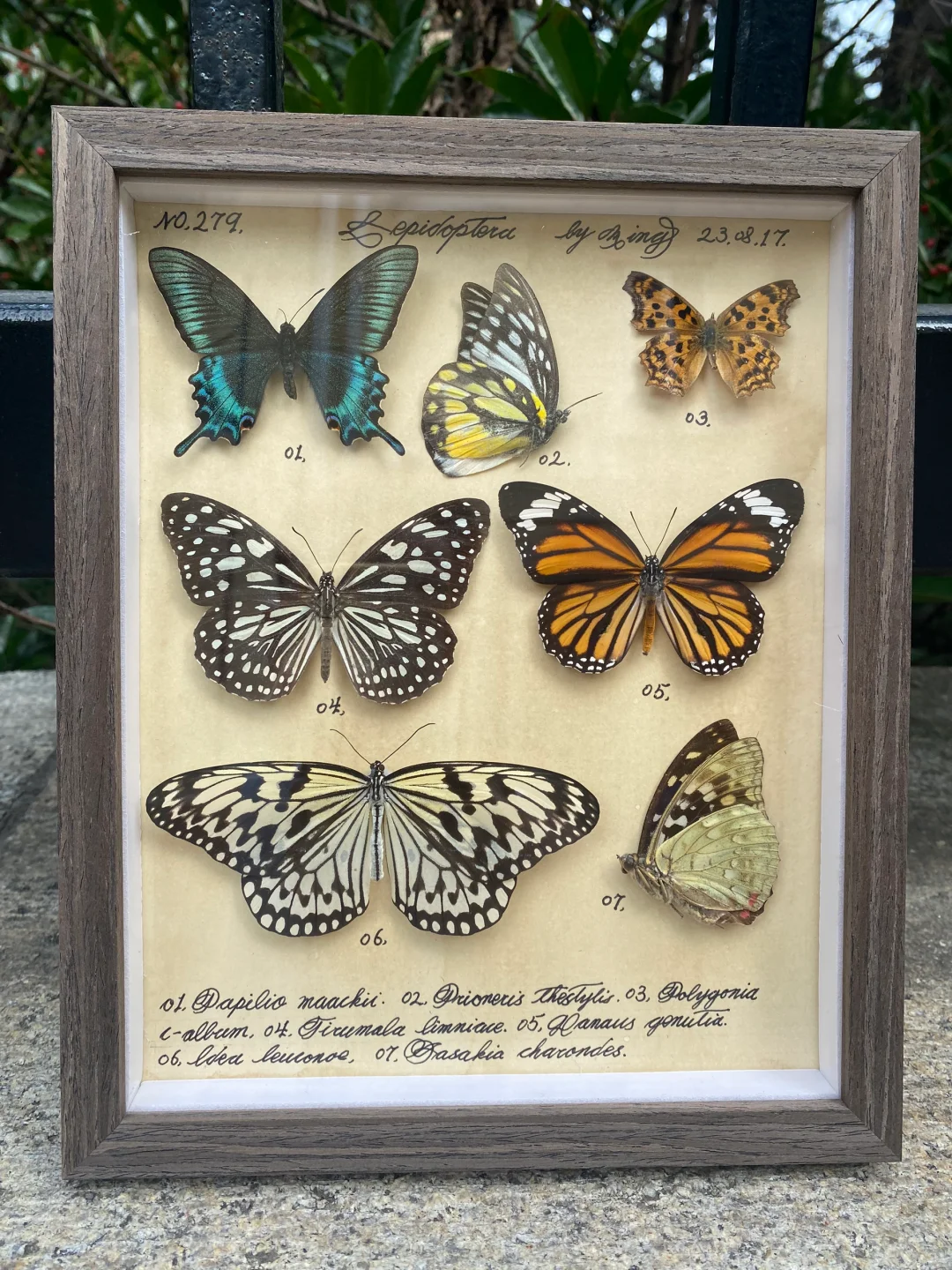 绿带翠凤蝶与星星点点的蝴蝶做搭配