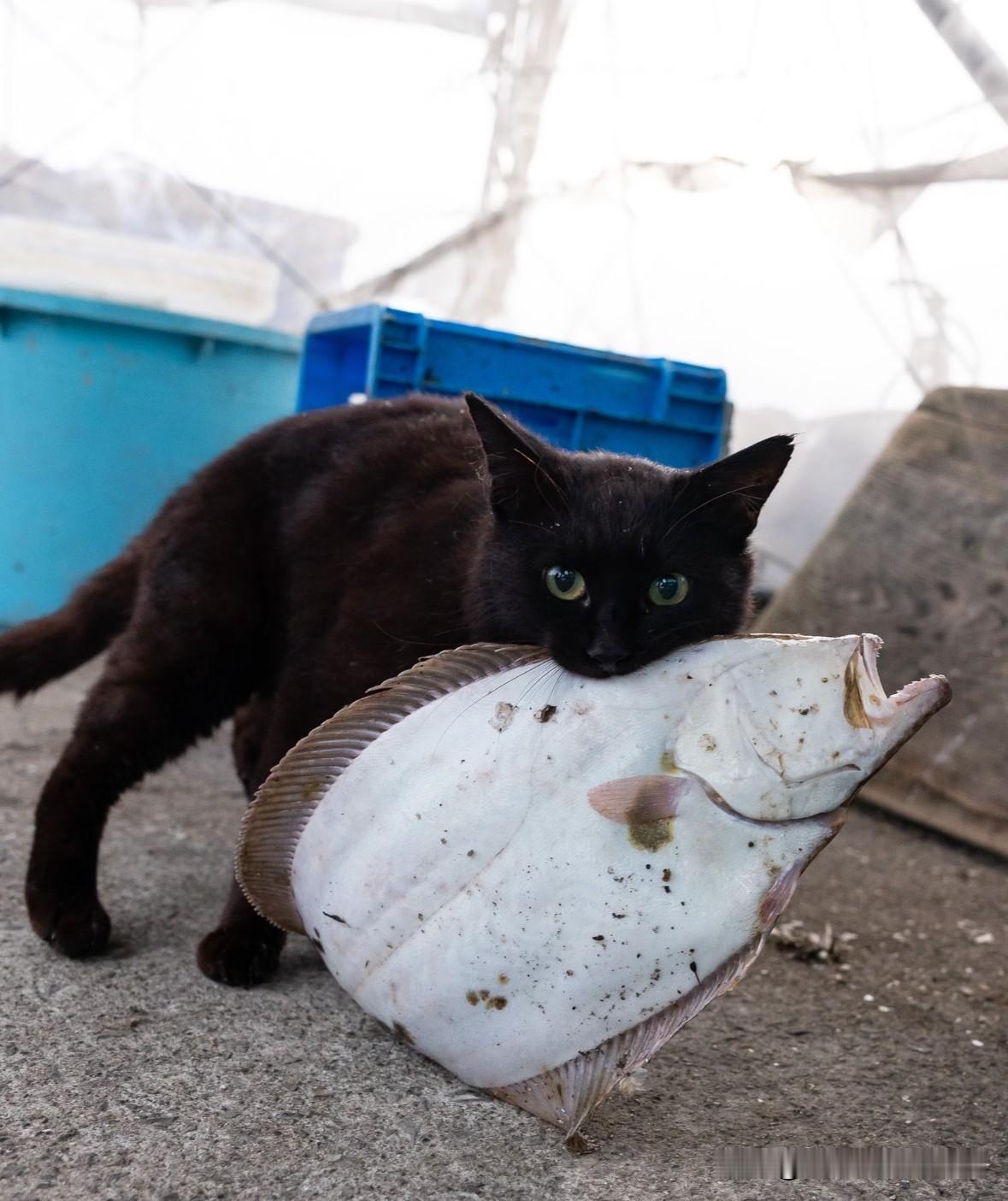 🐈
