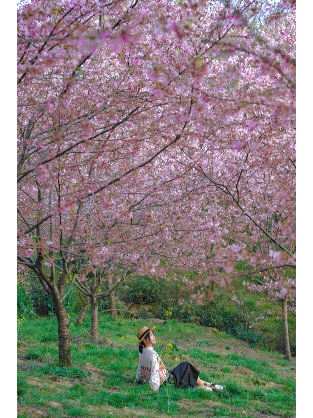 惊❗️杭州这片百亩樱花林巨好拍🌸怎么没人来