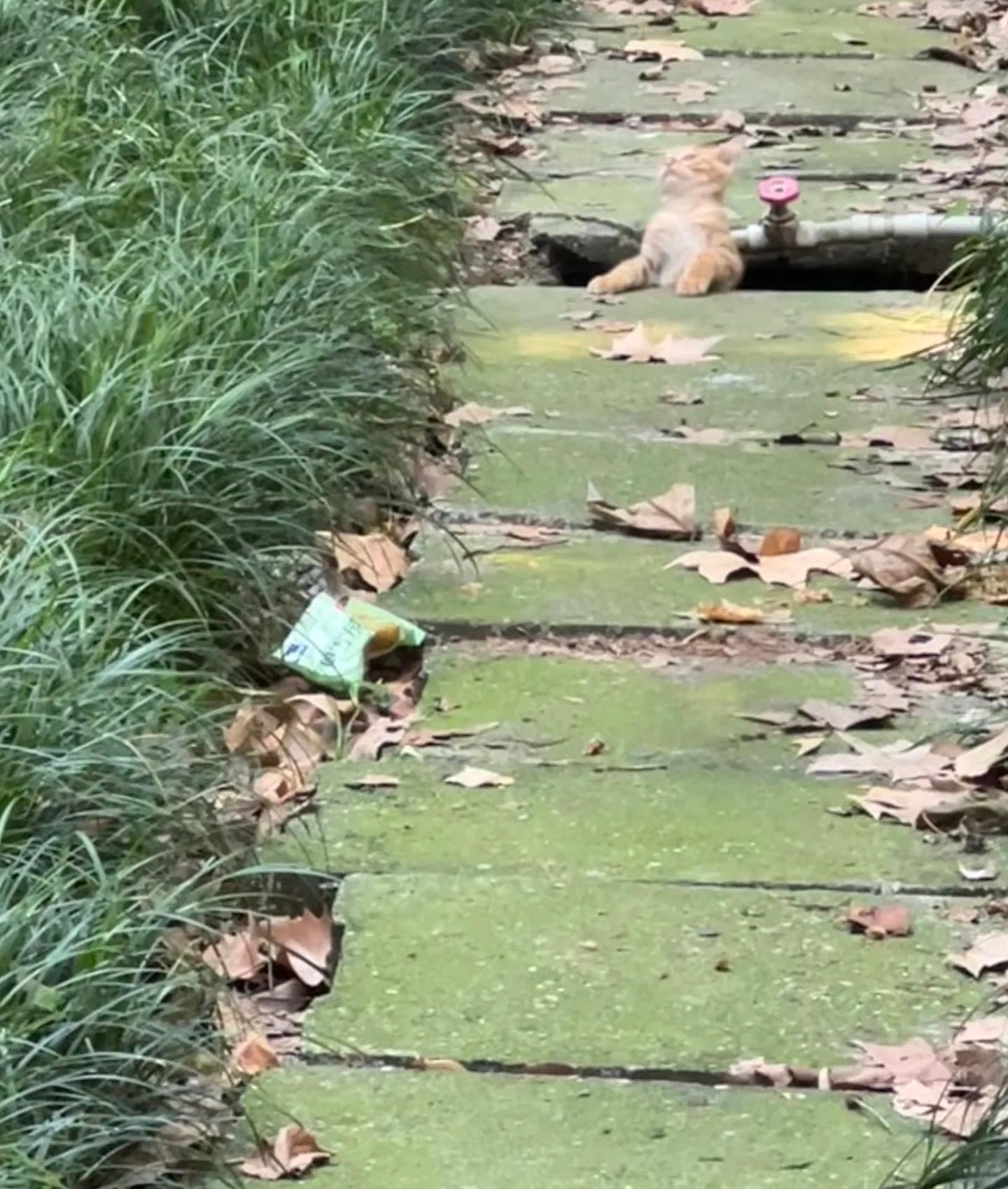 猫：我躺一会 ​​​