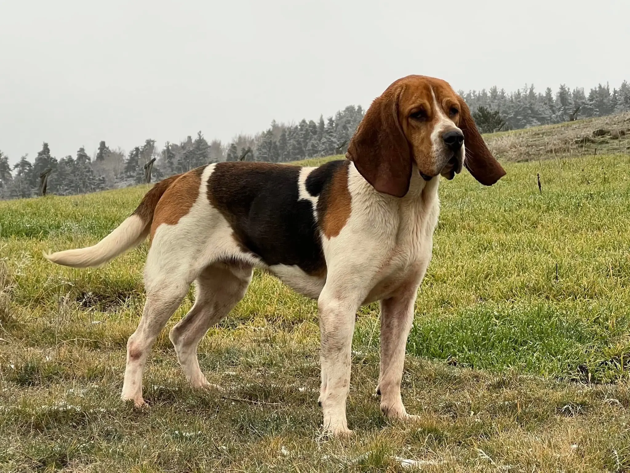 法国🇫🇷阿尔图瓦猎犬，整理好资料后，给粉丝们介绍下法国几十种嗅觉猎...