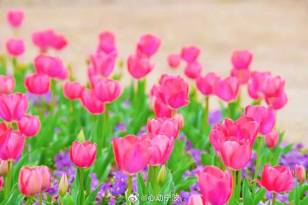 宁波北仑彩色花海上线 2026年新春，北仑城区中心公园、凤环巢两处郁金香花海正式