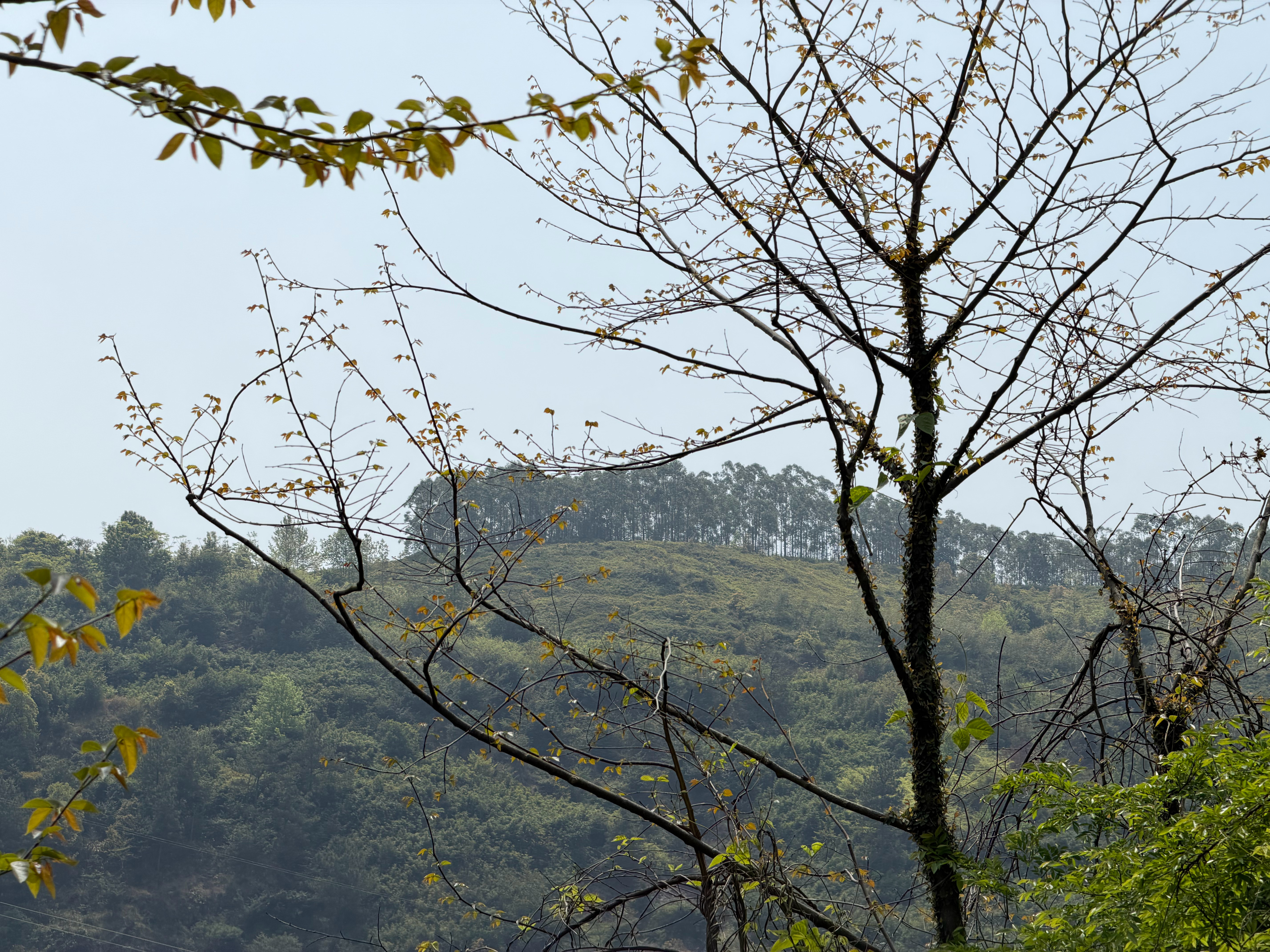 甫瞻松槚 静听坟茔 千年万岁 椒花颂声🪦…… 温州·平阳