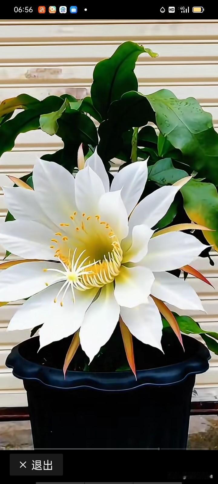 昙花一现，那景象真的绝了！之前我亲眼见证昙花盛开，说着话的功夫，它眨眼间就开了。