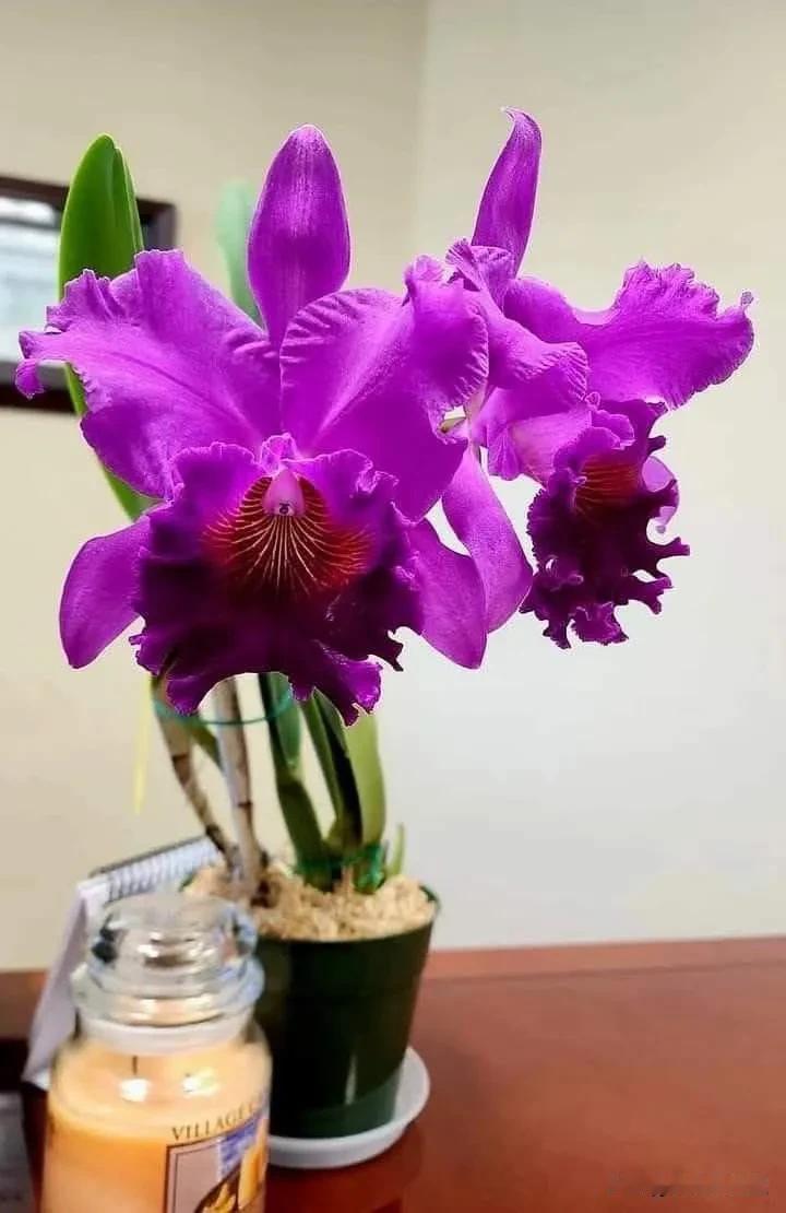 冬日生活记录卡特兰