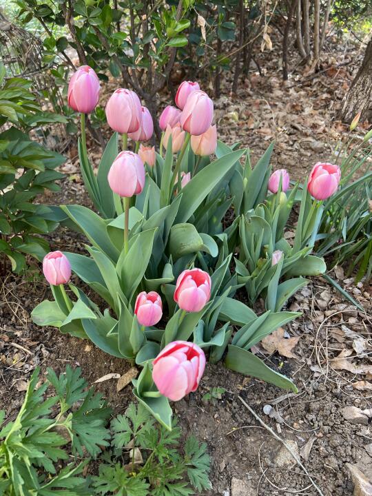 花花总是治愈我的小确幸🌸