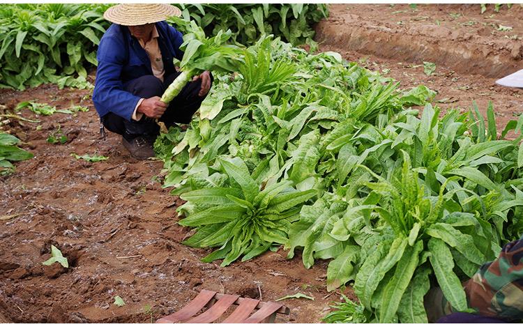 是谁“扼杀”了我们的排气？鲜蔬多食产气多，真相并非添加剂作祟
 
不少人有这样截