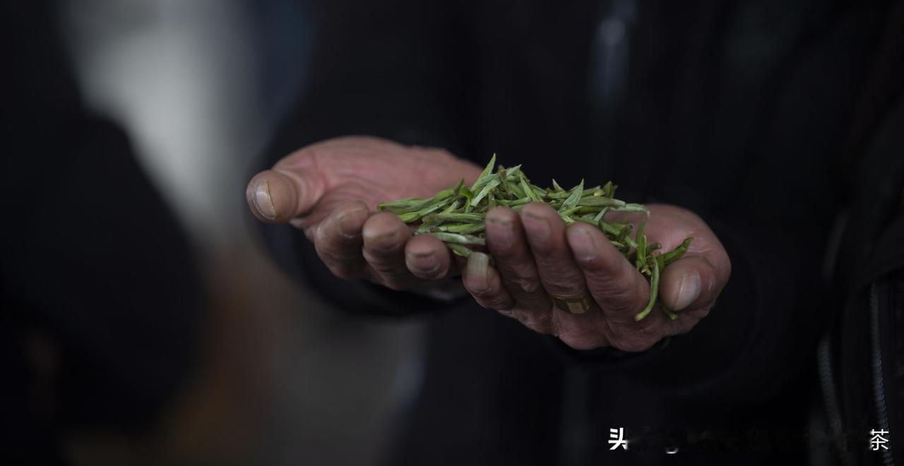 春茶上市了，浓郁满杯香[比心][比心][比心]